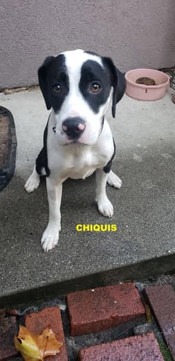 Chiquis image 1