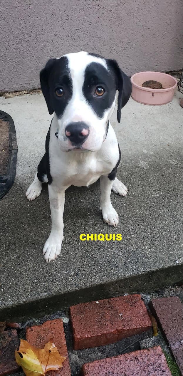 Chiquis - Terrier