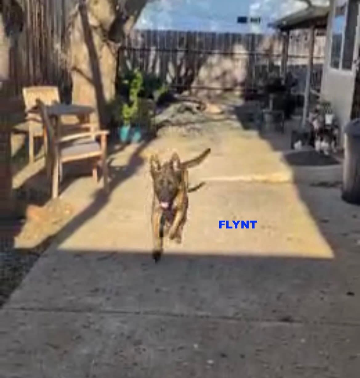 Flynt - Dutch Shepherd