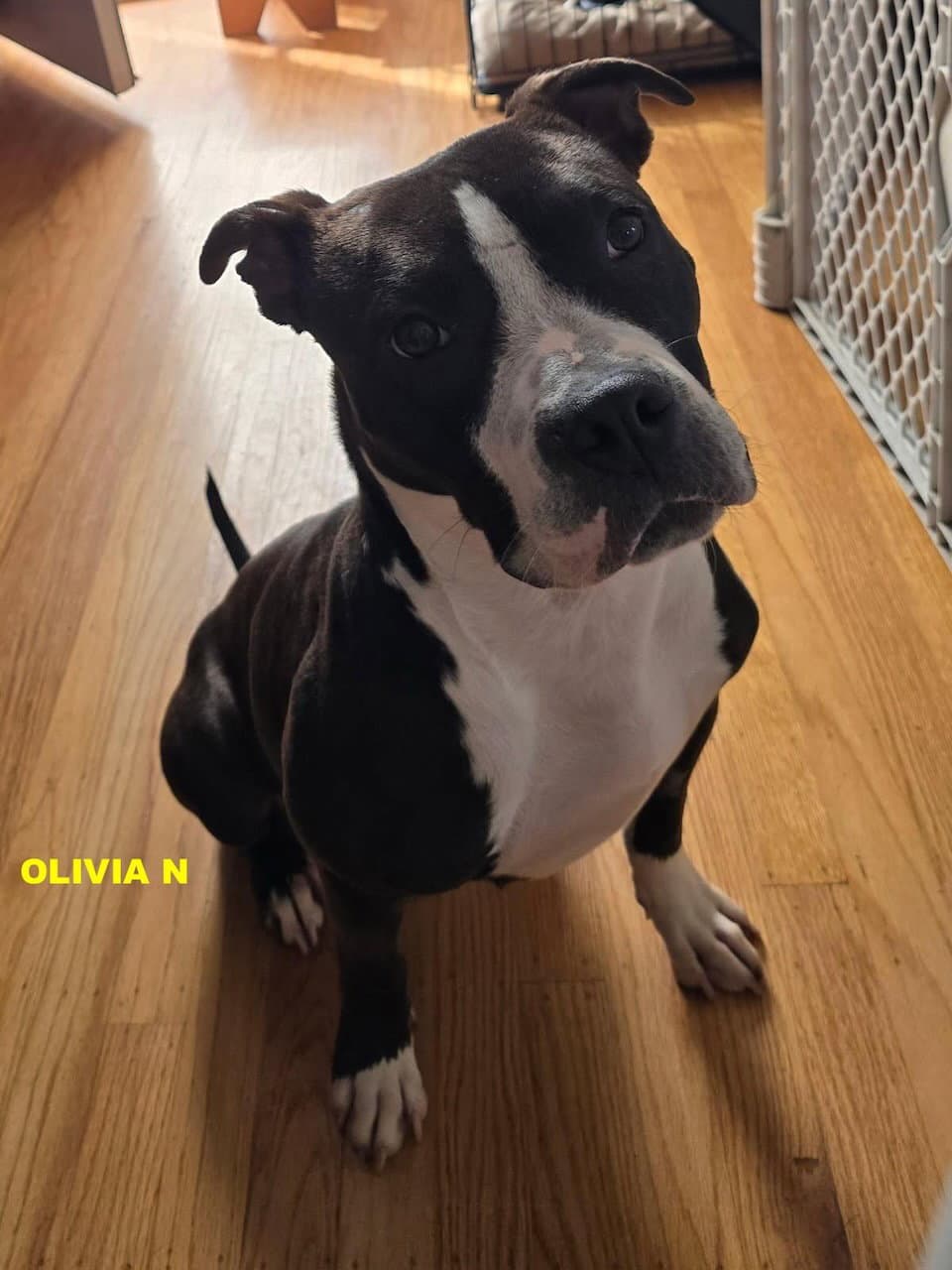 Olivia N - Pit Bull Terrier