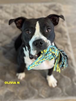Olivia N image 2