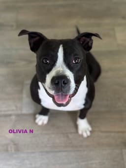 Olivia N image 4