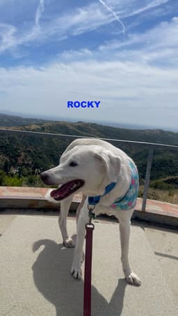 Rocky image 2