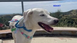 Rocky image 4