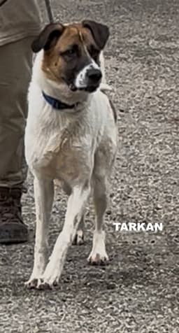Tarkan image 1