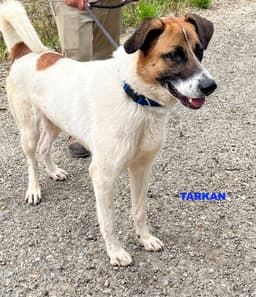 Tarkan image 4