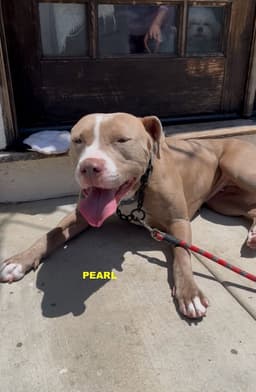 Pearl image 1