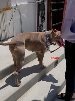 Pearl image 3
