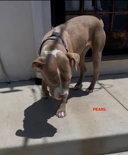 Pearl image 4