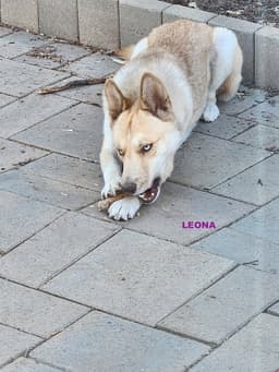 Gracie  Leona image 1