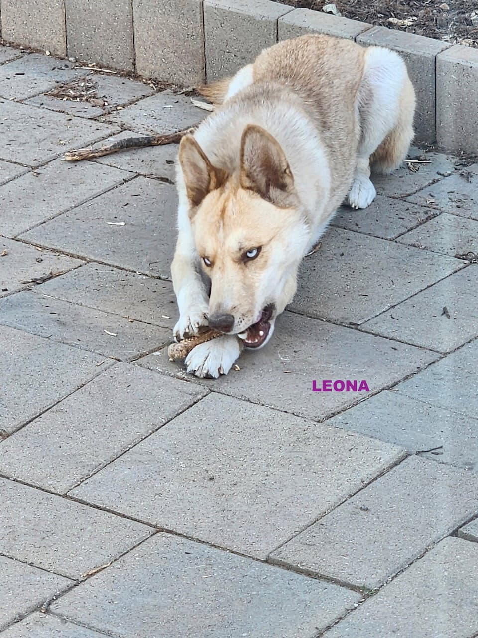 Gracie  Leona - Australian Kelpie