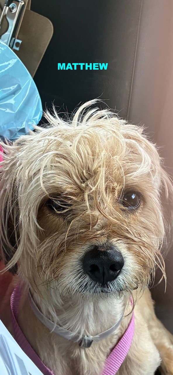 Matthew - Shih Tzu