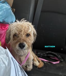 Matthew image 2