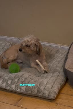 Matthew image 4