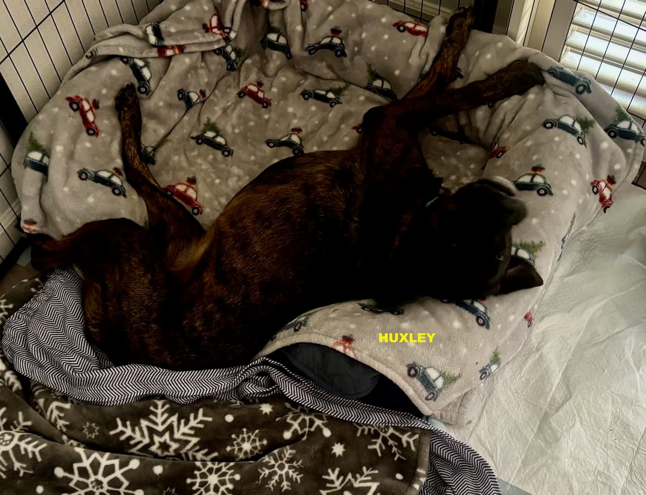 Huxley - Rottweiler