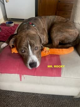 Mr Rocky image 1