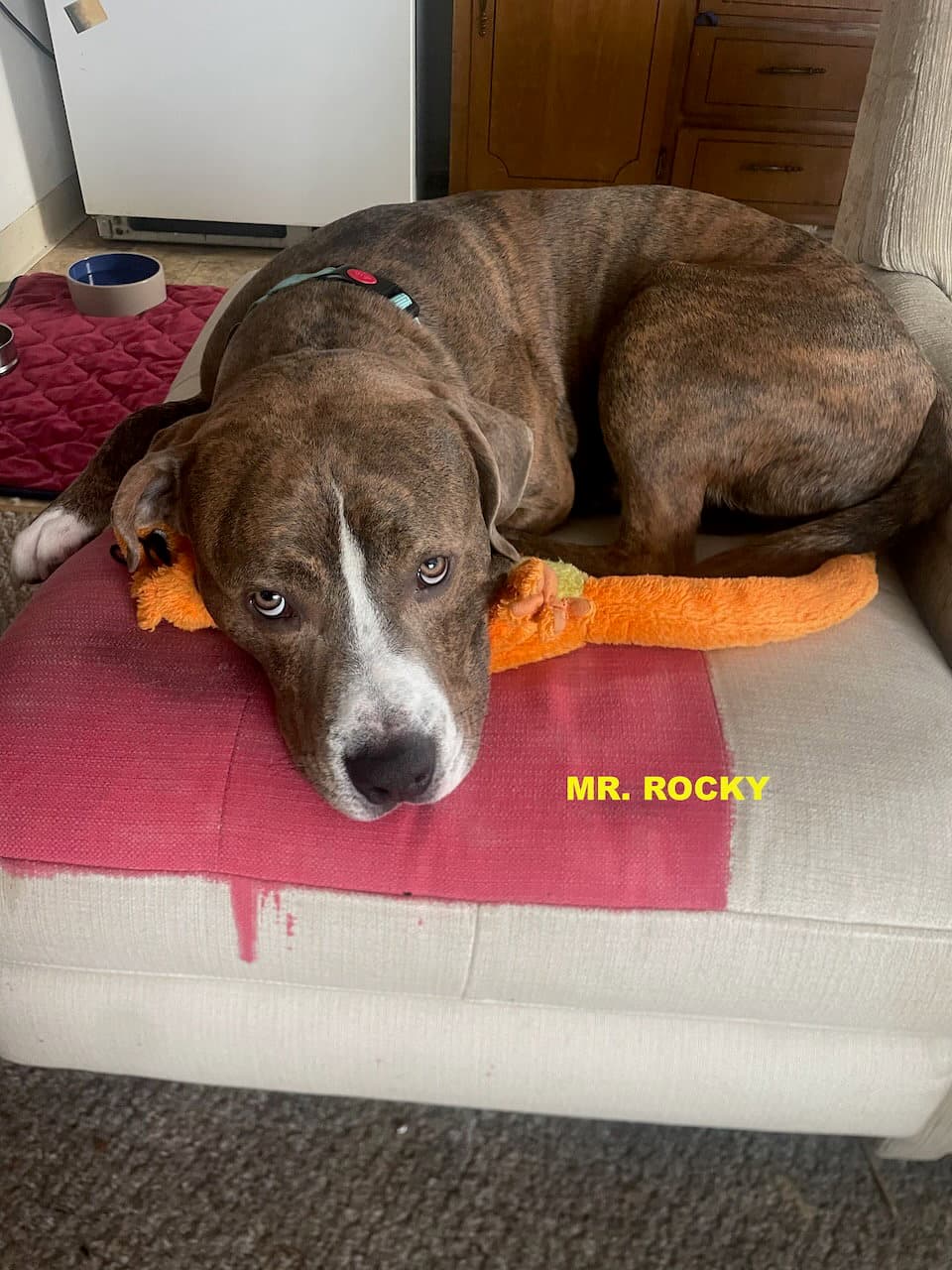 Mr Rocky - Pit Bull Terrier