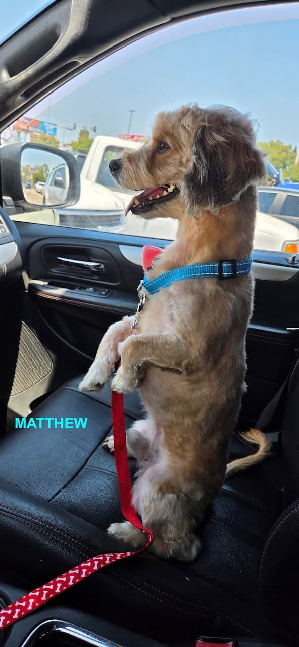 Matthew - Terrier