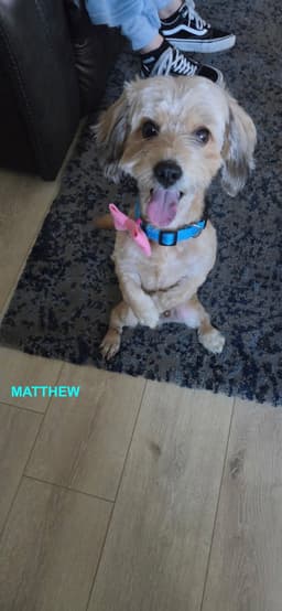 Matthew image 4