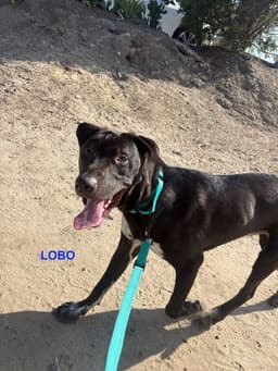 Lobo image 1