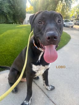 Lobo image 4