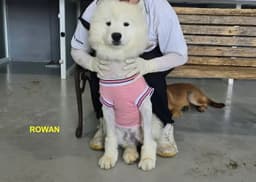 Rowan image 1