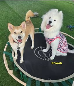 Rowan image 2