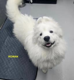 Rowan image 4