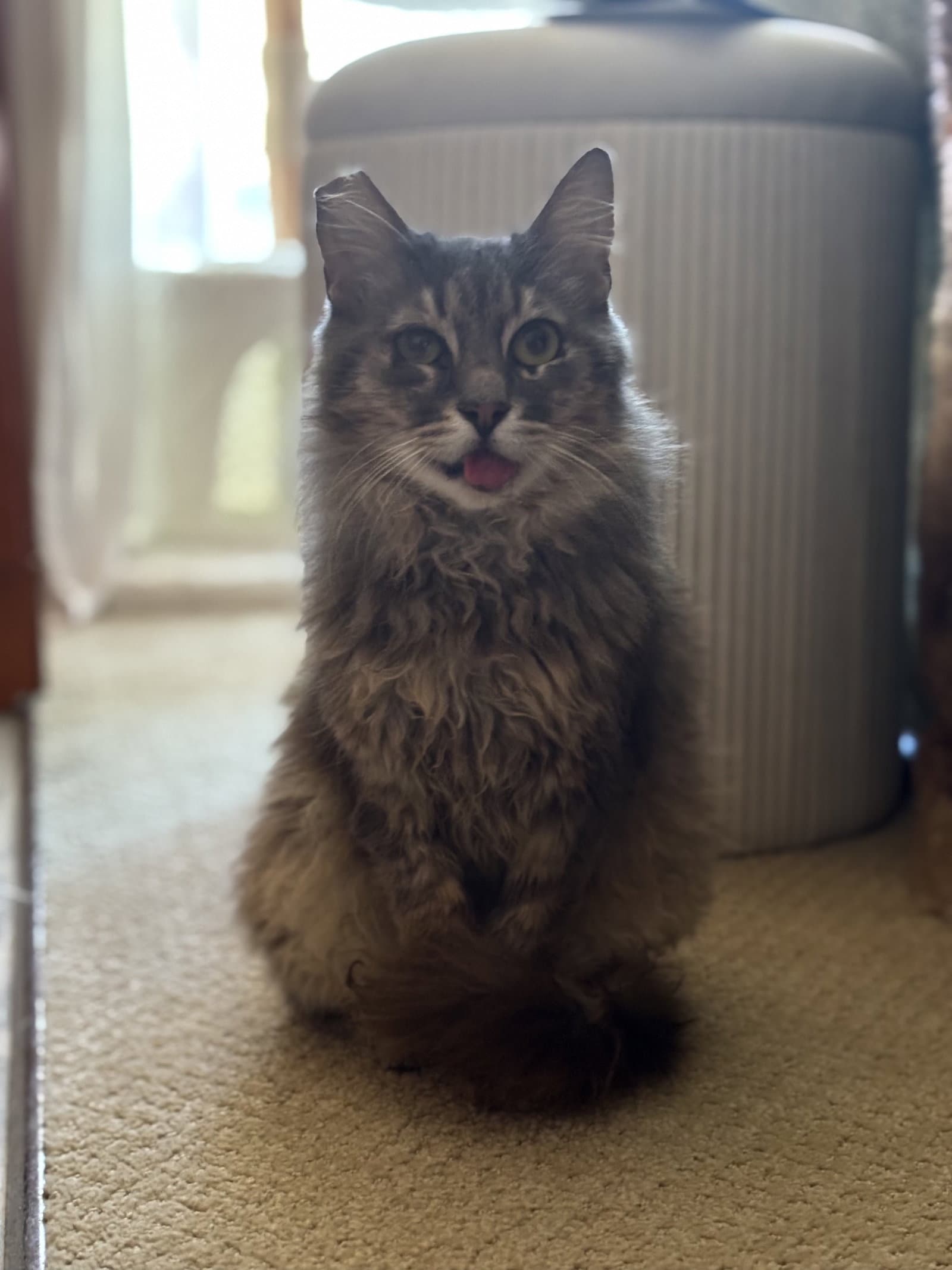 Beans - Tabby