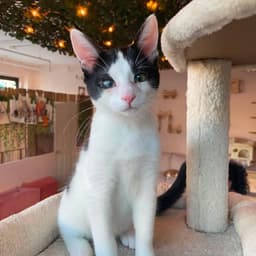 Johnny - Male Kitten image 2