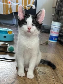 Johnny - Male Kitten image 1