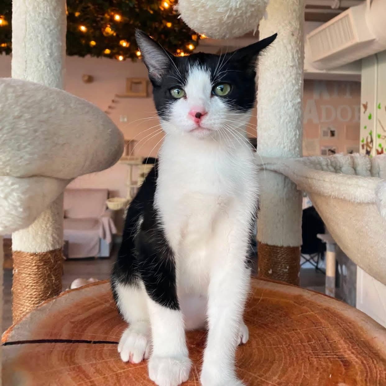 Reed - Male Kitten - Tuxedo