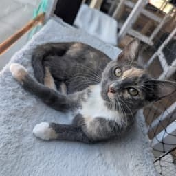 Stardust - Female Kitten image 1