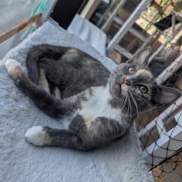 Stardust - Female Kitten image 4