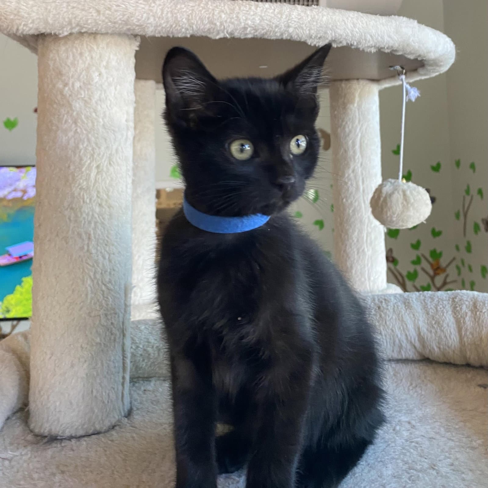 Rocky - Male Kitten - Domestic Short Hair