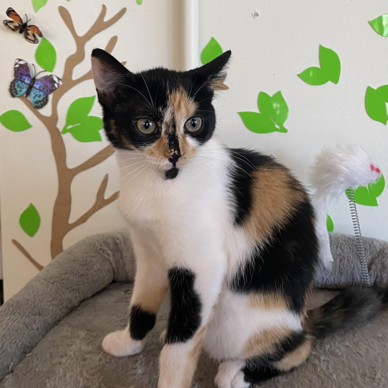 Comet - Female Kitten - Calico
