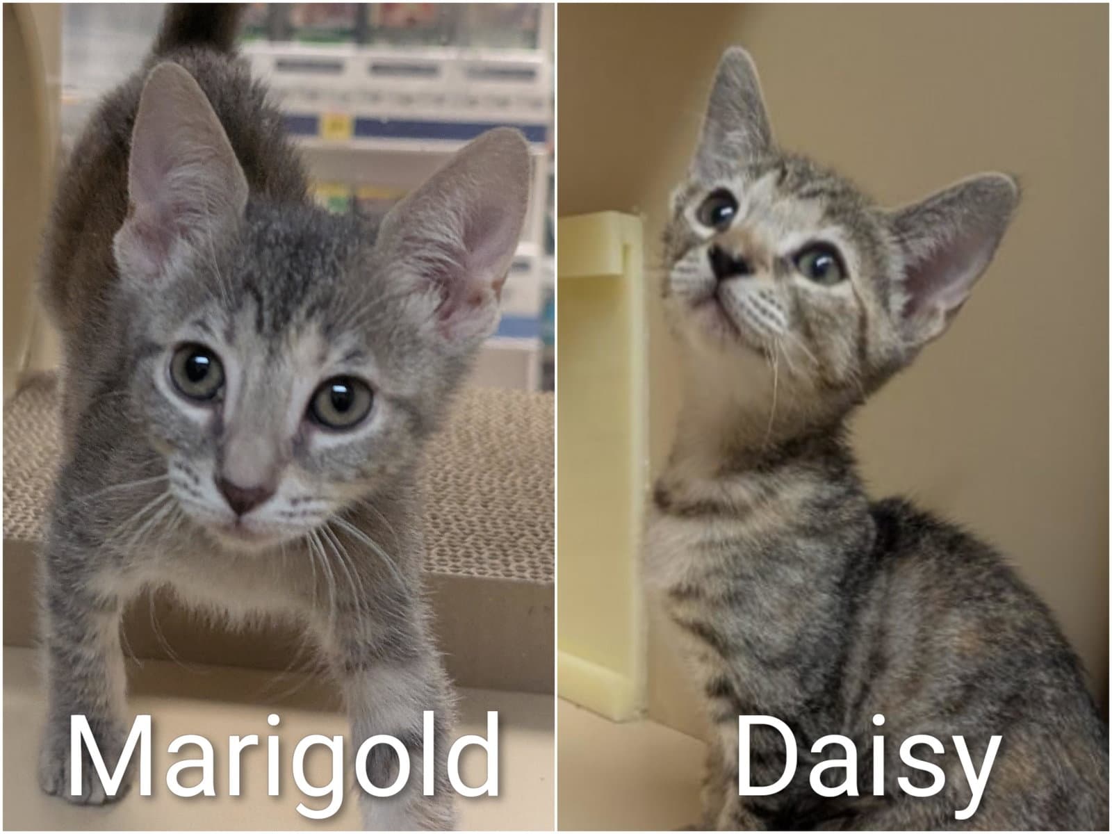 Daisy  Marigold -Bonded Kitten Sisters - Tabby