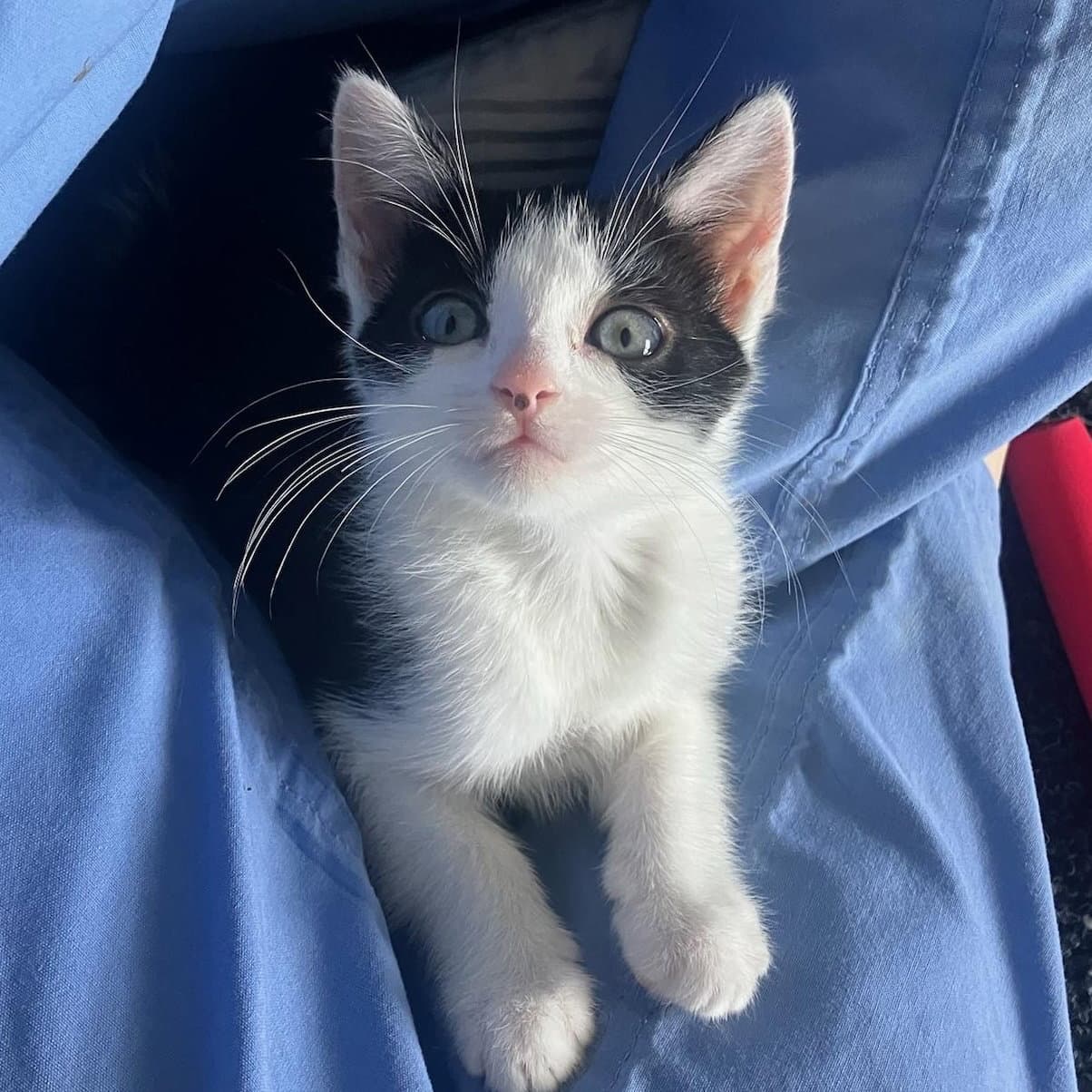 Avril - Female Kitten - Tuxedo