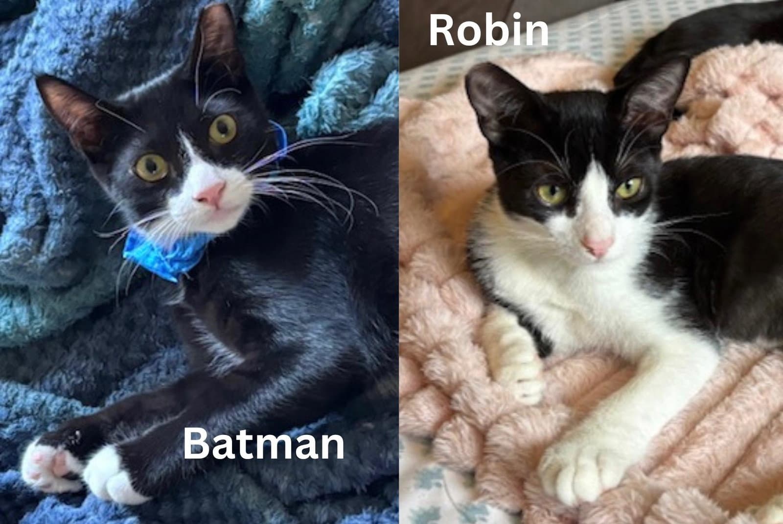 Batman  Robin - Bonded Siblings - Tuxedo