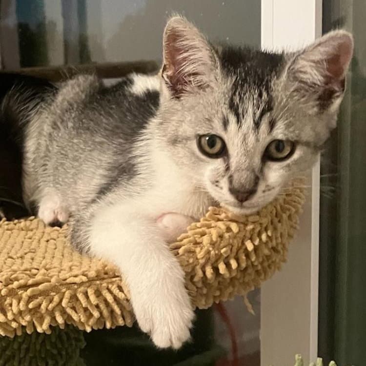 Coraline - Female Kitten - Tabby