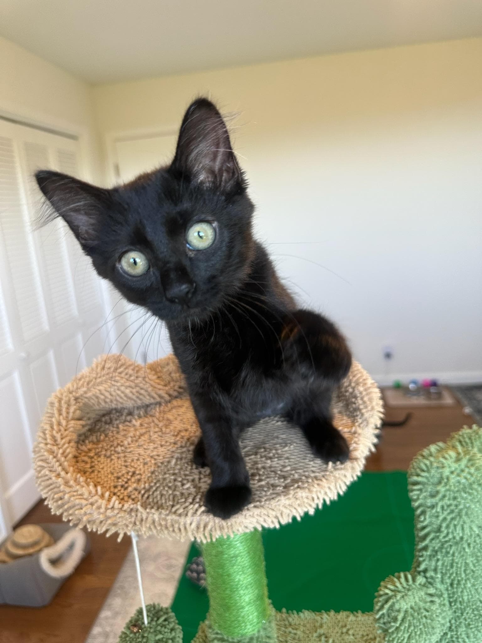 Jade - Female Kitten - Domestic Short Hair
