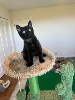 Jade - Female Kitten image 2