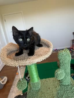 Jade - Female Kitten image 3