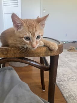 Crush - Male Kitten image 2
