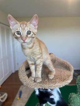Crush - Male Kitten image 1