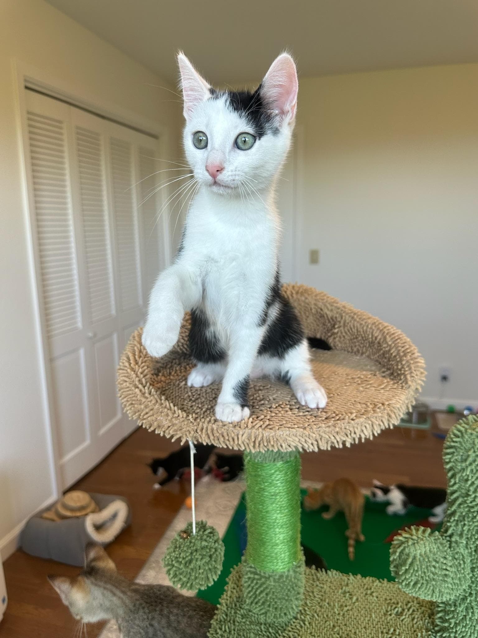 Davi - Male Kitten - Domestic Short Hair