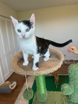 Davi - Male Kitten image 2