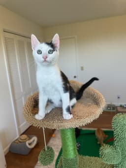 Davi - Male Kitten image 3