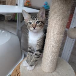 Rootbeer -Male Kitten image 2