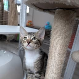 Rootbeer -Male Kitten image 3